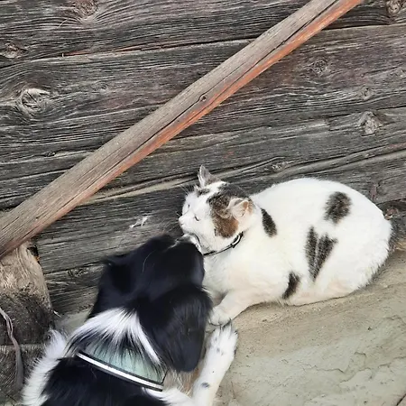 Apartment Obenfigerhof *