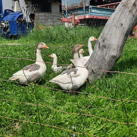 Lägenhet Obenfigerhof Kals-am Großglockner