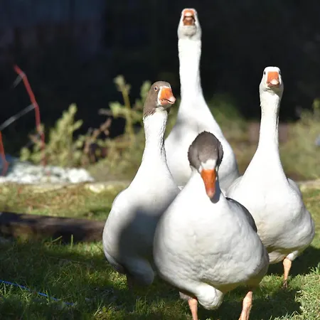 Apartment Obenfigerhof