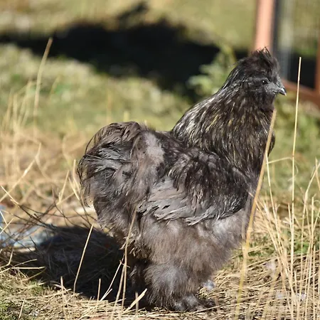 Apartment Obenfigerhof Kals am Grossglockner