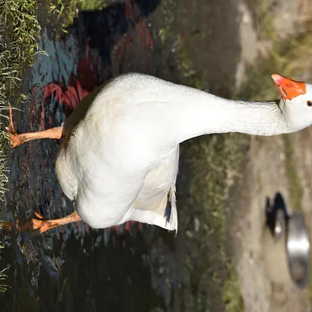 Apartment Obenfigerhof