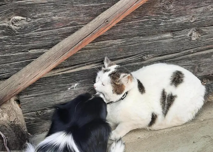 Apartament Obenfigerhof *