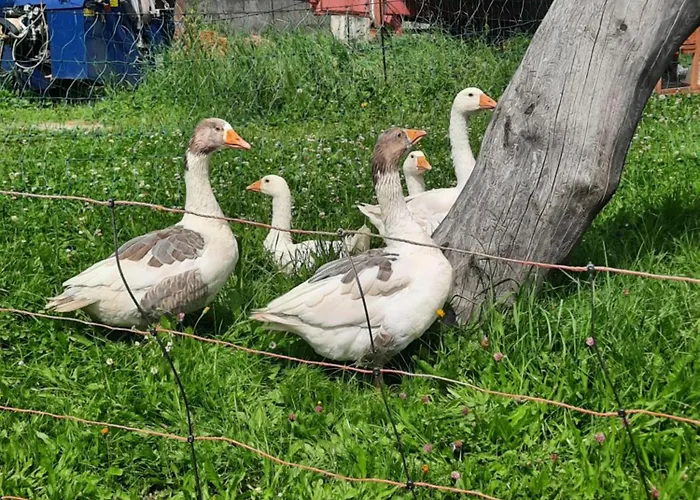 Apartament Obenfigerhof Kals-am Großglockner