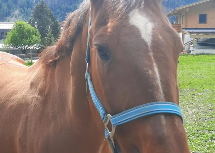 Obenfigerhof Kals-am Großglockner