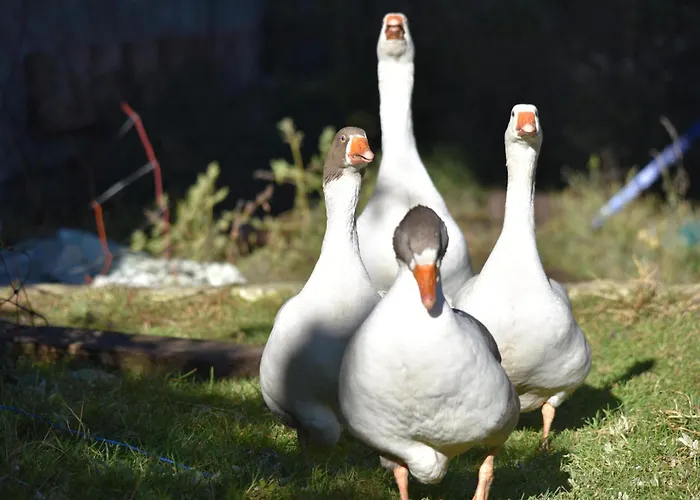 Apartament Obenfigerhof