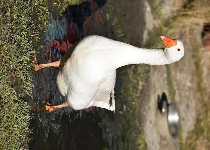 Apartament Obenfigerhof