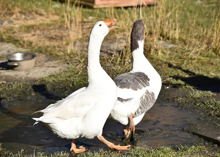 Obenfigerhof * Kals-am Großglockner