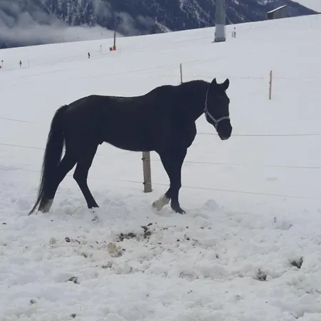 Apartman Obenfigerhof