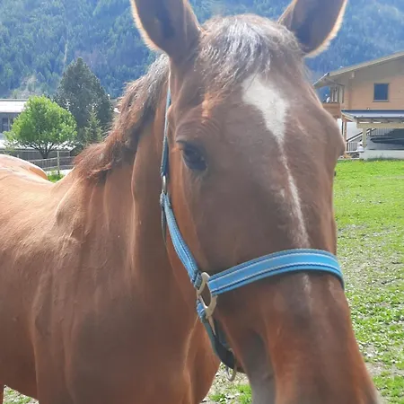Obenfigerhof Kals-am Großglockner