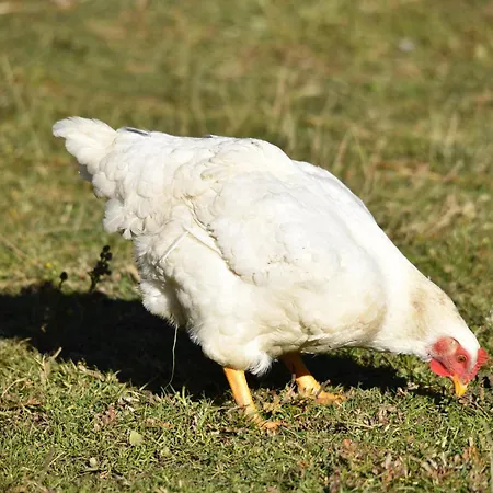 Apartman Obenfigerhof *