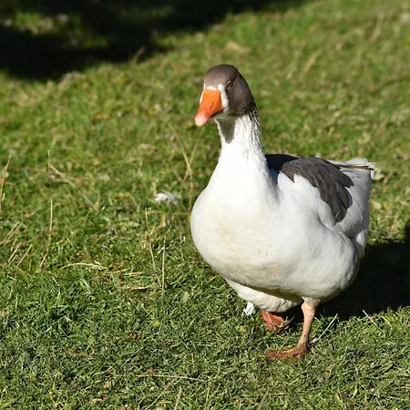 Obenfigerhof Apartman