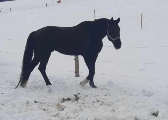 Διαμέρισμα Obenfigerhof