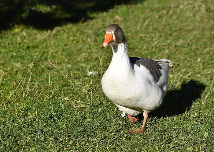 Obenfigerhof Διαμέρισμα